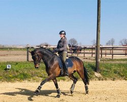 dressage horse Quittenk"nig D (Westphalian, 2012, from Quaterback)