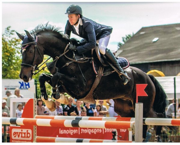 jumper Lasard (German Sport Horse, 2005, from Lefevre)