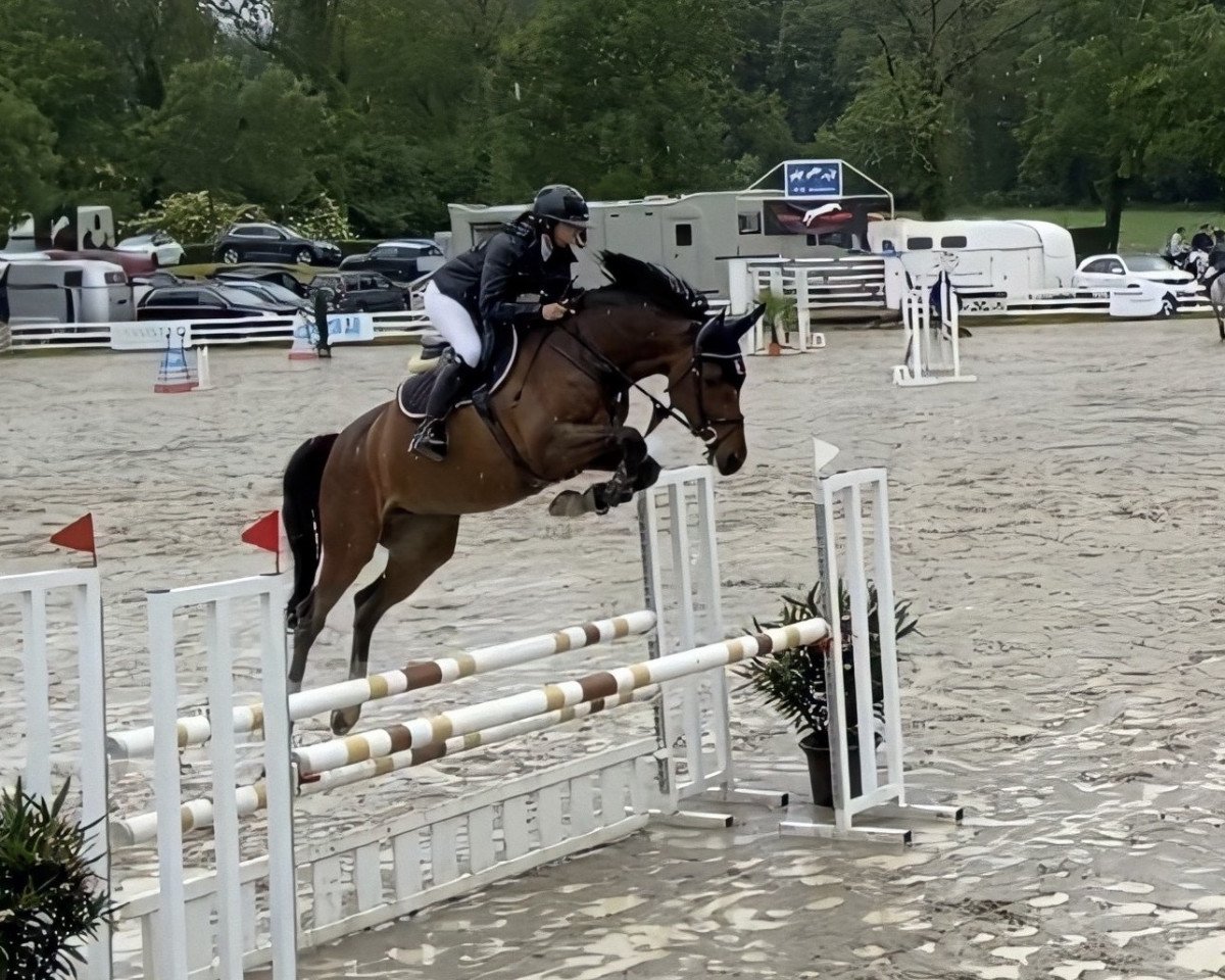 jumper Dalisca's Delight (Holsteiner, 2014, from Dinken)