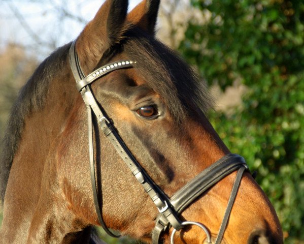 dressage horse Lavados 10 (Westphalian, 2003, from Lamerto H)