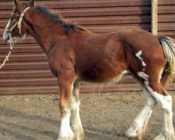 Pferd RC Bohl's Johnny Cash (Clydesdale, 2015, von Belleau W.S. Louis)