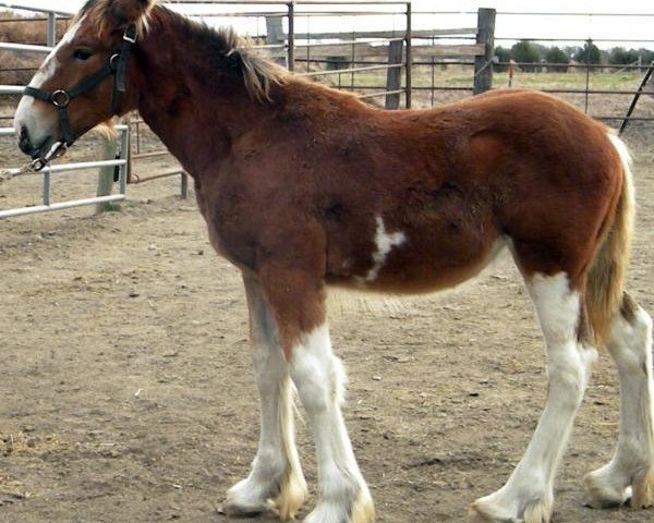 Pferd RC Bohl's June (Clydesdale, 2015, von Belleau W.S. Louis)