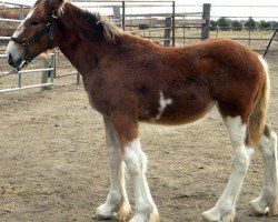 horse RC Bohl's June (Clydesdale, 2015, from Belleau W.S. Louis)