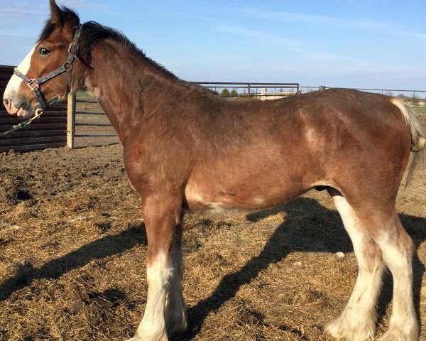 Pferd RC Bohl's Kaptain (Clydesdale, 2016, von Belleau W.S. Louis)