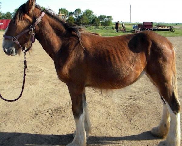 horse RC Bohl's Katie (Clydesdale, 2016, from Belleau W.S. Louis)