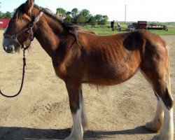 horse RC Bohl's Katie (Clydesdale, 2016, from Belleau W.S. Louis)