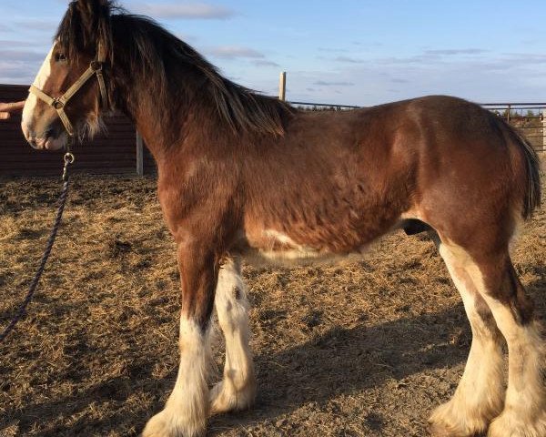 horse RC Bohl's Kayo (Clydesdale, 2016, from Belleau W.S. Louis)