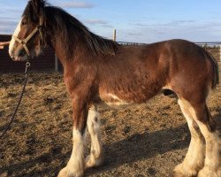 Pferd RC Bohl's Kayo (Clydesdale, 2016, von Belleau W.S. Louis)