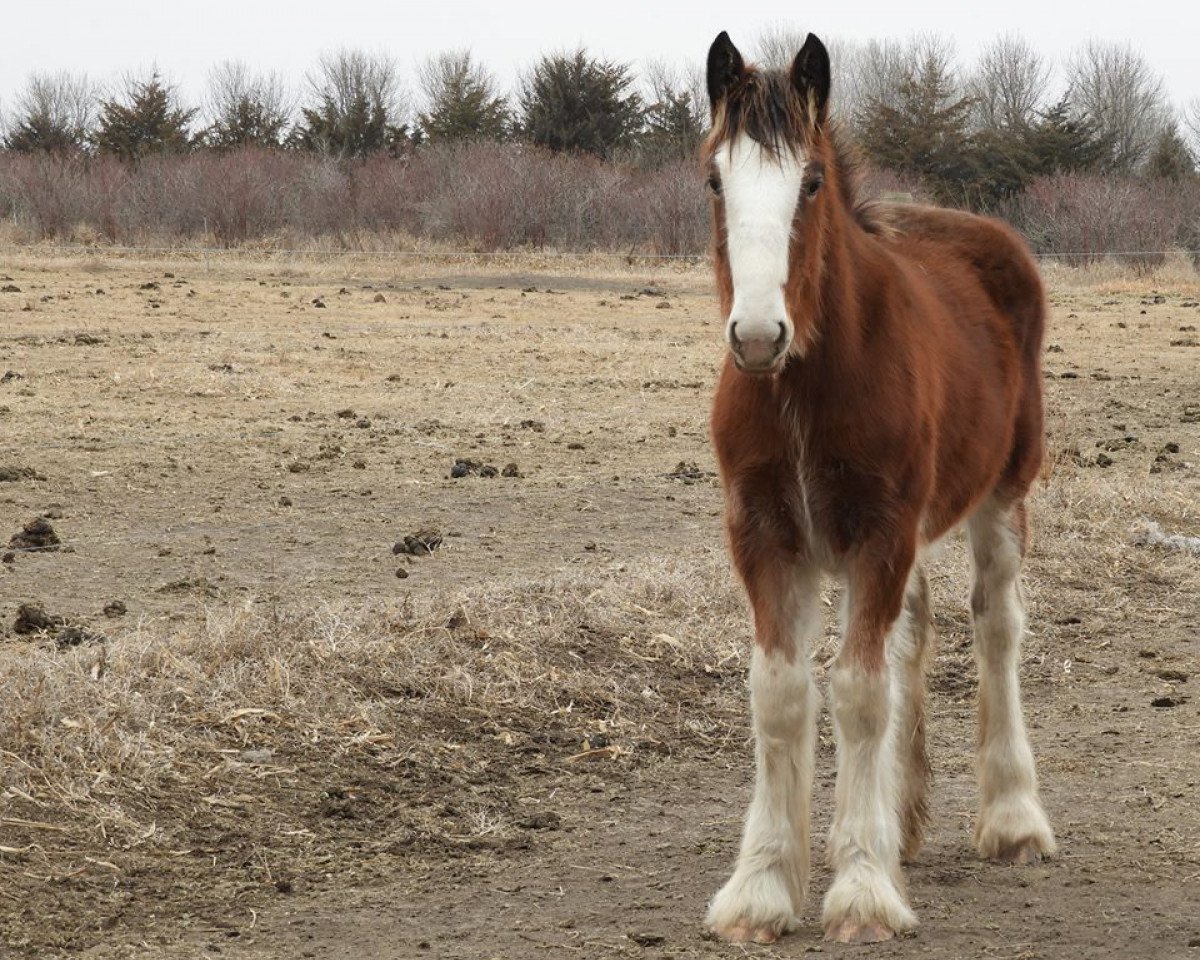 Pferd R.C. Bohl's Leta (Clydesdale, 2017, von Belleau W.S. Louis)