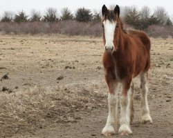 Pferd R.C. Bohl's Leta (Clydesdale, 2017, von Belleau W.S. Louis)