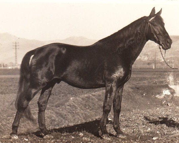 stallion Dardesco (Salerno, 1935, from Ardesco xx)