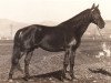 stallion Dardesco (Salerno, 1935, from Ardesco xx)