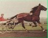 stallion Chambon P (FR) (French Trotter, 1968, from Kerjacques (FR))