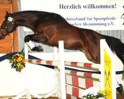 stallion Sassiko xx (Thoroughbred, 2006, from Auenadler xx)