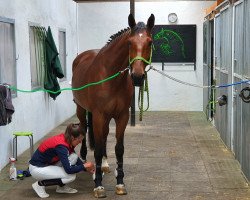 broodmare Accenti Igutschie SR (Oldenburg show jumper, 2014, from Caplan)