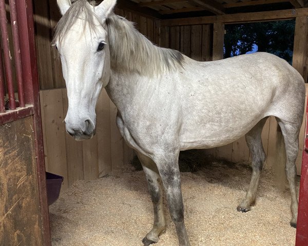 broodmare Maestoso LI-28 (Lipizzaner, 2012)