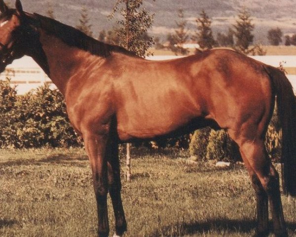 stallion Luth Dancer xx (Thoroughbred, 1984, from Blushing Groom xx)