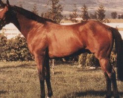 stallion Luth Dancer xx (Thoroughbred, 1984, from Blushing Groom xx)