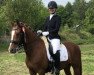 dressage horse Diego el Zorro AF (German Riding Pony, 2011, from Don't Worry Be Happy)