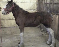 Pferd R.C. Bohl's Lewis (Clydesdale, 2017, von Belleau W.S. Louis)