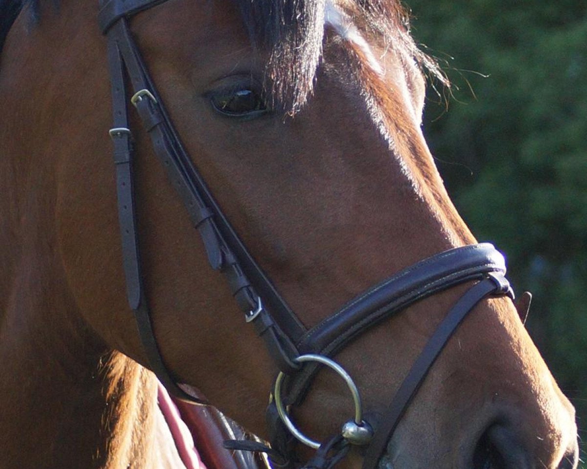 horse Rose of Magic (Westphalian, 2016, from Hbc Regilio)