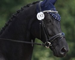 dressage horse Dark Chocolate 24 (Bavarian, 2011, from Dr Doolittle 45)