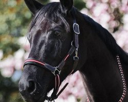 dressage horse Chocolate Lady 3 (Oldenburg, 2012, from Connery)