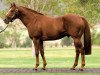 stallion Hussonet xx (Thoroughbred, 1991, from Mr. Prospector xx)