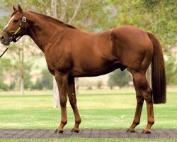 stallion Hussonet xx (Thoroughbred, 1991, from Mr. Prospector xx)