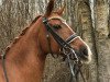 broodmare Feiness K (Oldenburg, 2007, from Royal Hit)