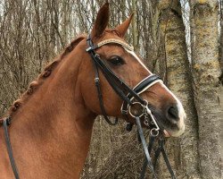 broodmare Feiness K (Oldenburg, 2007, from Royal Hit)