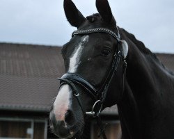 broodmare Stoiber's Black Sunshine (Westphalian, 2014, from Stoiber SN)