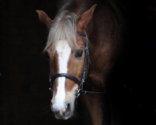 Dressurpferd Annos Fabio (Deutsches Reitpony, 2004)