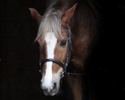 Dressurpferd Annos Fabio (Deutsches Reitpony, 2004)