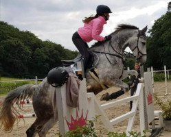 Springpferd ASG Casillas (Deutsches Sportpferd, 2010, von Corlensky G)