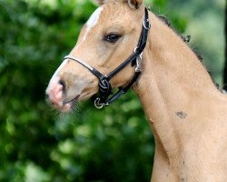 dressage horse Genschers Blümchen (Rheinländer, 2019, from Genscher)