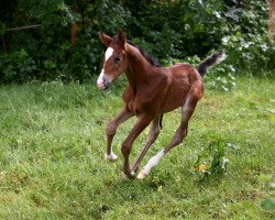 horse Neverlands Narnia LH (Deutsches Reitpony, 2020, from Neverland WE)