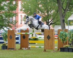 stallion Cachacco Blue (Württemberger, 2005, from Chacco-Blue)