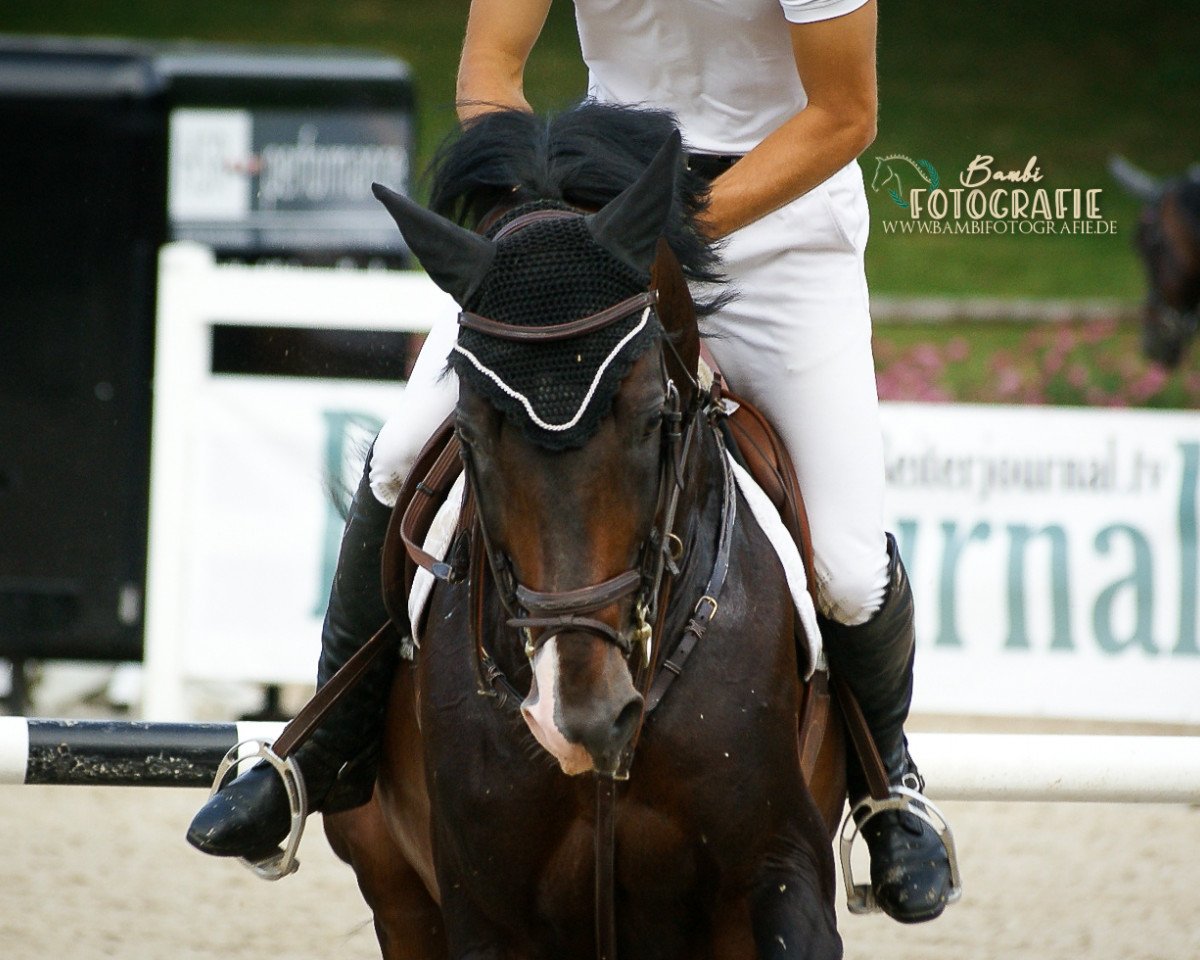 stallion Leon 596 (Holsteiner, 2007, from Loran)