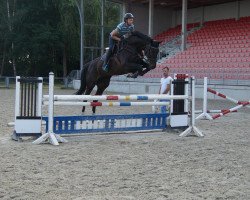 broodmare Chacco's Golden Dance (Oldenburg show jumper, 2010, from Chacco-Blue)