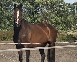 broodmare Prinzessin (Oldenburg, 1999, from Princeton)