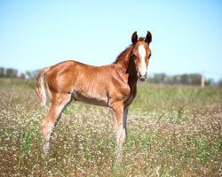 horse Carlucci (Polnisches Pony, 2020, from Ulk d'Ete)