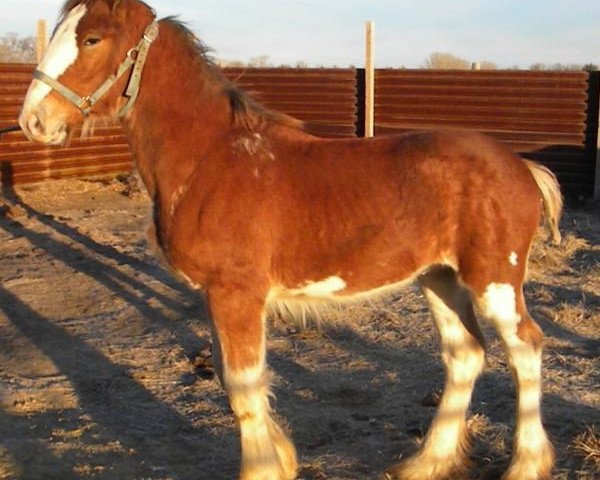 horse R.C. Bohl's Lex (Clydesdale, 2017, from Belleau W.S. Louis)