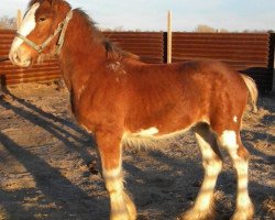 Pferd R.C. Bohl's Lex (Clydesdale, 2017, von Belleau W.S. Louis)