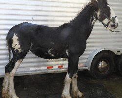 Pferd R.C. Bohl's Naomi (Clydesdale, 2019, von Josie's Hightower Dane)