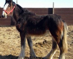 Zuchtstute RC Bohl's Iva (Clydesdale, 2014, von Belleau W.S. Louis)