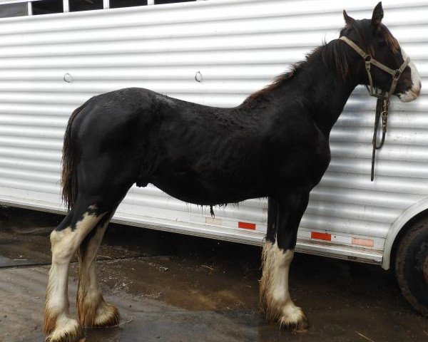 Pferd RC Bohl's Nate (Clydesdale, 2019, von Josie's Hightower Dane)