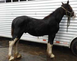 Pferd RC Bohl's Nate (Clydesdale, 2019, von Josie's Hightower Dane)