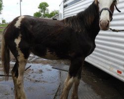 Pferd R.C. Bohl's Nicolette (Clydesdale, 2019, von Josie's Hightower Dane)