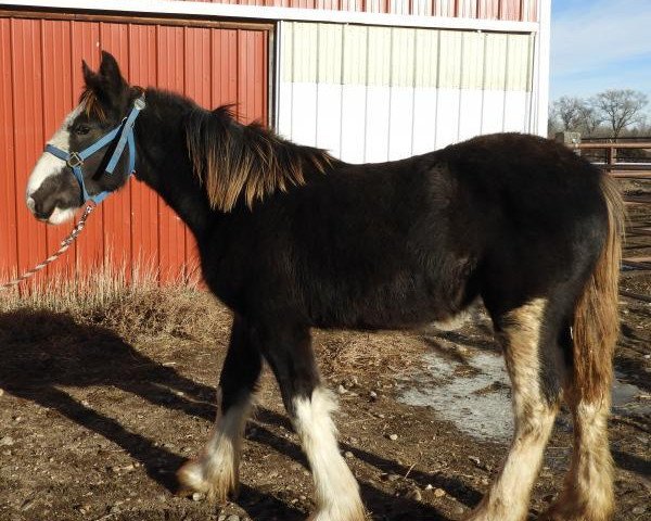 Pferd R.C. Bohl's Miley (Clydesdale, 2018, von Josie's Hightower Dane)